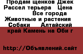 Продам щенков Джек Рассел терьера › Цена ­ 25 000 - Все города Животные и растения » Собаки   . Алтайский край,Камень-на-Оби г.